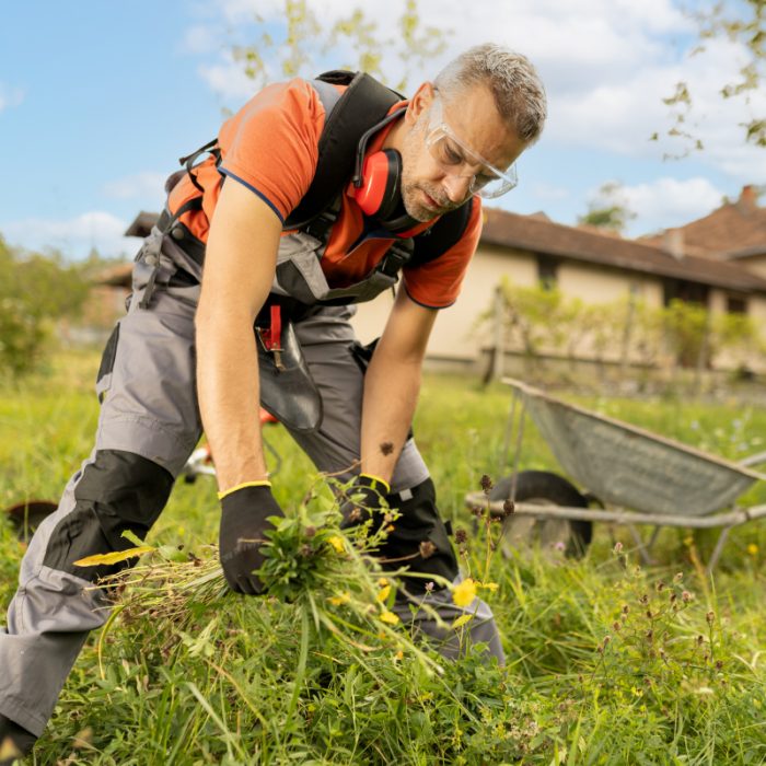 Homme en tenue de jardinage désherbe activement un jardin familial.